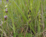 Vliegenorchis zo groot als hommelorchis