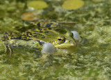 Kwakende poelkikker, de kwaakblazen van de poelkikker zijn wit, die van de meerkikker zwart of grijs