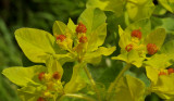 Euphorbia polychroma