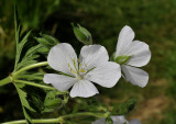 Beemdooievaarsbek, Geranium pratense alba