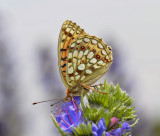 Duinparelmoer vrouwtje, Argynnis niobe