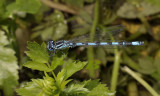 Mercuurjuffer man, Coenagrion mercuriale