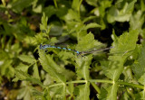 Mercuurjuffer tandem, coenagrion mercuriale