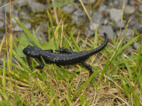 Alpensalamander, salamandra atra