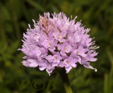 Kogel - knotsorchis, Traunsteinera globosa