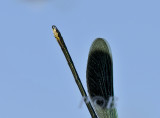 Tijdens een balds-territoriumvlucht worden de witte segmenten gespreid en lichten op als een felle witte led