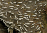Wilgenstippelmot, Yponomeuta rorrella