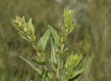 Glad parelzaad, Lithospernum officinale