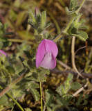 Kruipend stalkruid, Ononis repens ssp. repens