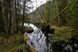 Hoogveen moeras Duitsland