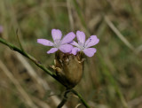 Slanke mantelanjer, Petrorhagia prolifera