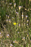 Veld slanke mantelanjers, Petrorhagia prolifera