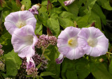 Gestreepte winde, Convolvulus sylvatica