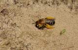 Pluimvoetbij, Dasypoda hirtipes, zandbijen