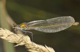 Calopteryx splendens vrouw