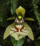 Coelogyne schilleriana