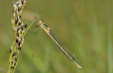 pantserjuffer, Lestes sponsa, vrouw
