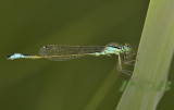 Lantaarnje man, Ischnura elegans