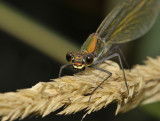 Splendens vrouw fontaal