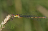 Houtpantser vrouw, Chalcolestes viridis