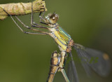 Houtpantser wiel, lestes viridis