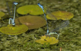 Variabel ei-afzet, Coenagrion pulchellum