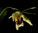 Coelogyne celebensis