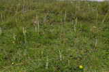 Spiranthes spiralis