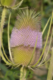 Grote kaardebol, Dipsacus fullonum