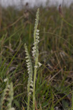 Spiranthes spiralis