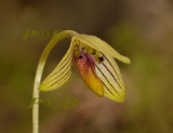 Bulbophyllum aspersum, Papua New Guinea, flower 1  cm