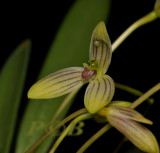 Bulbophyllum sp. madang prov. Papua New Guinea