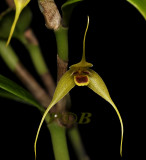 Bulbophyllum erythrosema central prov. Papua N. Guinea