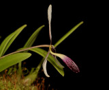 Bulbophyllum sp. Papua N. Guinea