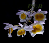 Dendrobium Gratiotissimum variety semi alba