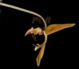 Gongora gratulabunda