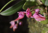 Bulbophyllum japonicum, flowers  cm