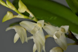 Bulbophyllum infundibuliforme, Irian Jaya