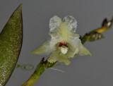 Dendrobium reginanivis, flower 8 mm
