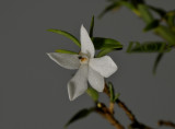 Glomera hamadryas , flower 1½  cm
