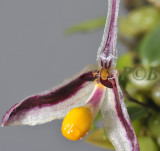 Bulbophyllum sp.  2 cm across