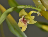 Flickingeria angustifolia, flower  1½  cm