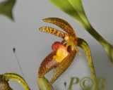 Bulbophyllum deviantiae,  Sulawesi