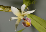 Dendrobium spurium, Malaysia flower 3 cm