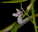 Dendrobium pseudocalceolum