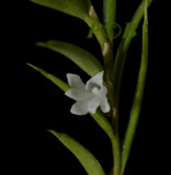 Angraecum atlanticum, flower 4 mm, Gabon