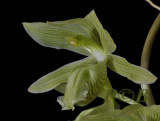 Clowesia russelliana, flower 5 cm
