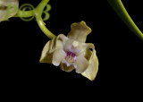 Dendrobium amphygenianum, west. highlands prov. Papua new Guinea, flower 13 mm