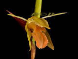 Coelogyne planiscapa, malaysia