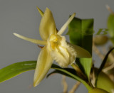 Coelogyne primulinum, malaysia